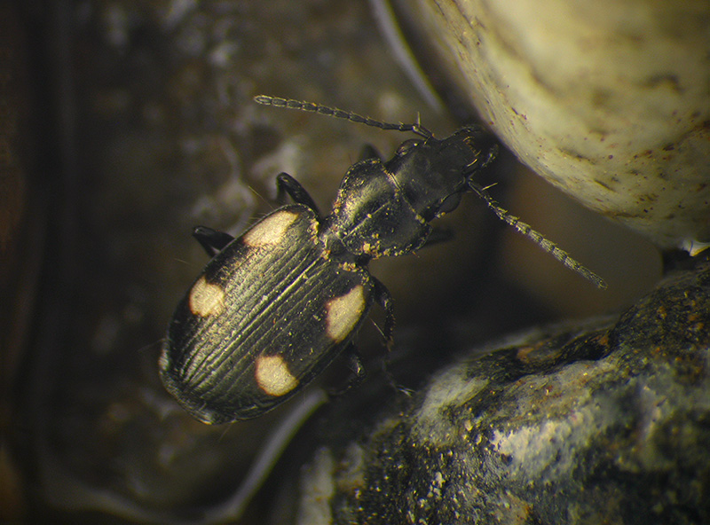 carabidae: Bembidion quadrimaculatum? No, Lionychus quadrillum